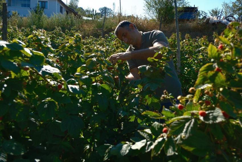Türkiye'de yıllık 7 bin ton üretiliyor, tamamı Bursa'da çıkıyor! Bir dönümden 1,5 ton elde ediliyor, kilosu 250 TL'ye satılıyor