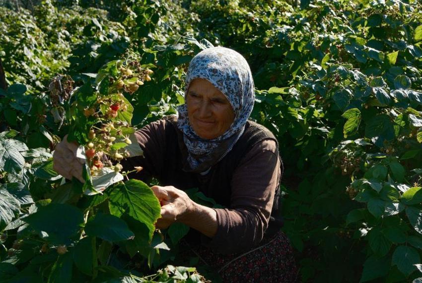 Türkiye'de yıllık 7 bin ton üretiliyor, tamamı Bursa'da çıkıyor! Bir dönümden 1,5 ton elde ediliyor, kilosu 250 TL'ye satılıyor