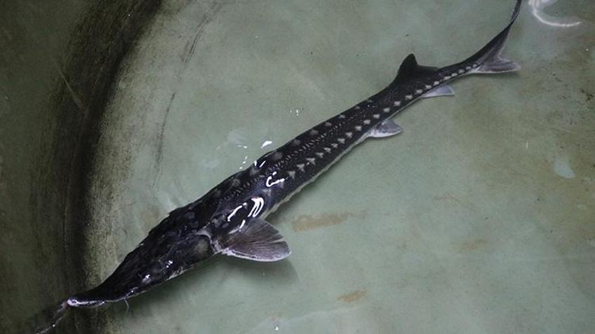 Bolu'da tanıtımı yapıldı en çok Elazığ'da üretiliyor! Kilosu 1000 avroya satılıyor; bu balığı besleyen zengin olur