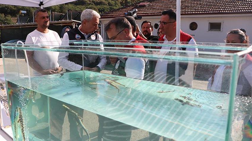 Bolu'da tanıtımı yapıldı en çok Elazığ'da üretiliyor! Kilosu 1000 avroya satılıyor; bu balığı besleyen zengin olur