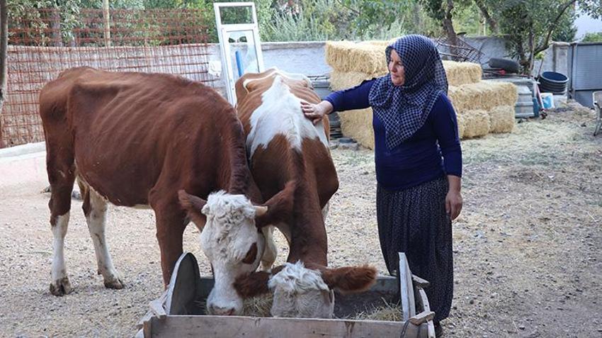 Yozgatlı aile devlet hibesiyle inek sahibi oldu! Bir yılın sonunda hayvan sayısını 6'ya çıkardı
