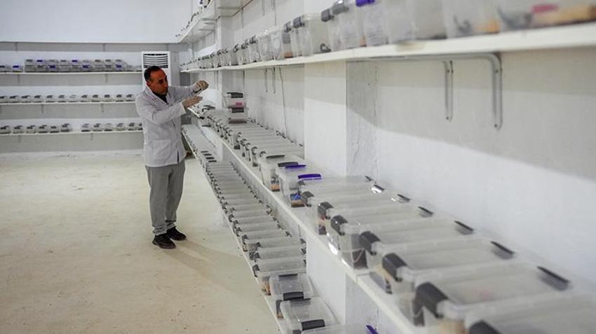 Diyarbakırlı girişimci akreplere yatırım yaptı! 1 gramı 12 bin dolara satılıyor: O belgeseli izledikten sonra harekete geçti