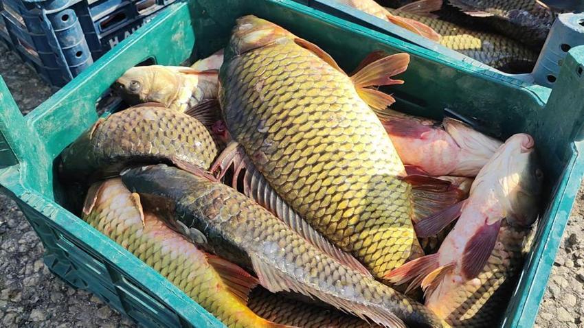 Kuraklık balıkçılığı vurdu! Yozgat'ta bir zamanlar ihraç edilen sazanlar iç piyasaya sürülmeye başlandı