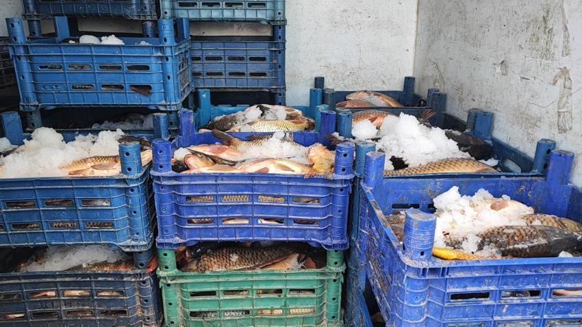 Kuraklık balıkçılığı vurdu! Yozgat'ta bir zamanlar ihraç edilen sazanlar iç piyasaya sürülmeye başlandı