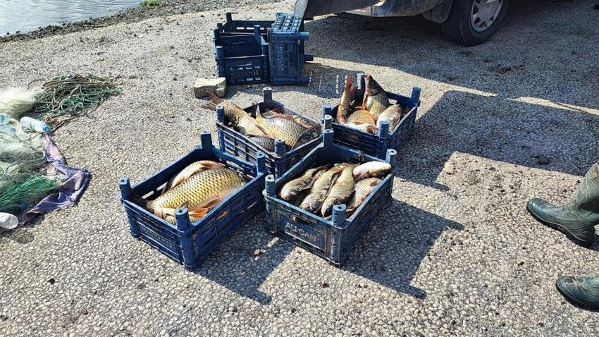 Kuraklık balıkçılığı vurdu! Yozgat'ta bir zamanlar ihraç edilen sazanlar iç piyasaya sürülmeye başlandı