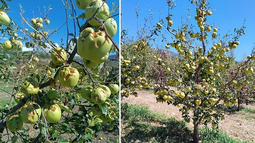 Isparta'da çiftçinin korkulu rüyası! Elma bahçeleri bir gecede yok oldu 150 bin ton zarar gördü