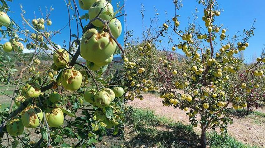 Isparta'da çiftçinin korkulu rüyası! Elma bahçeleri bir gecede yok oldu 150 bin ton zarar gördü