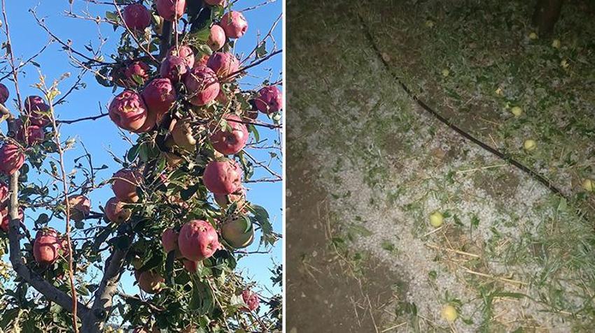 Isparta'da çiftçinin korkulu rüyası! Elma bahçeleri bir gecede yok oldu 150 bin ton zarar gördü