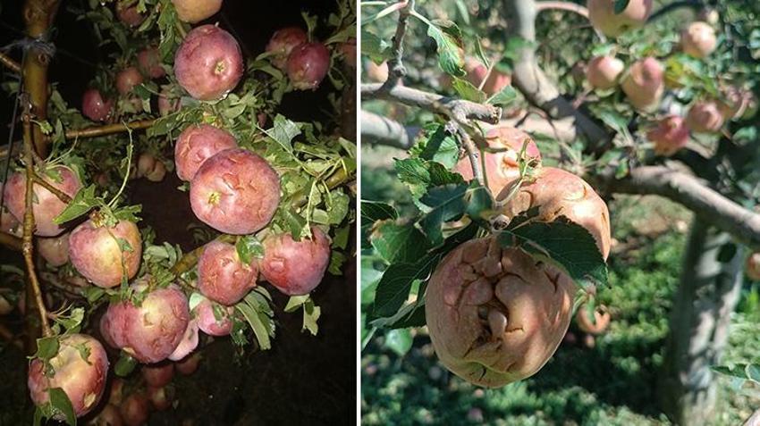 Isparta'da çiftçinin korkulu rüyası! Elma bahçeleri bir gecede yok oldu 150 bin ton zarar gördü