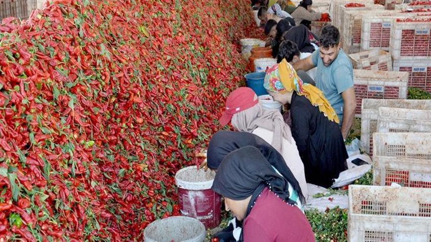 Gaziantep'te kırmızı altın hasadı başladı! 2 ay sürecek: Yurdun her yerinden buraya geliyorlar