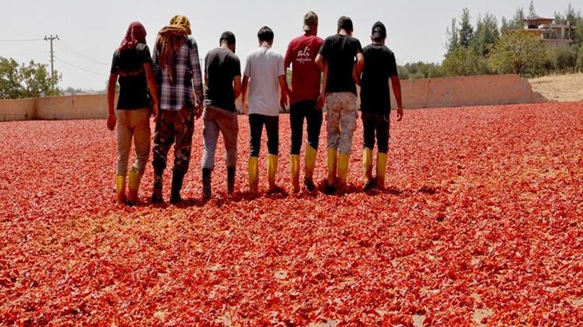 Gaziantep'te kırmızı altın hasadı başladı! 2 ay sürecek: Yurdun her yerinden buraya geliyorlar