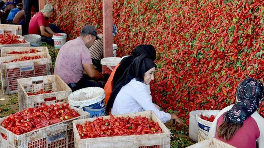 Gaziantep'te kırmızı altın hasadı başladı! 2 ay sürecek: Yurdun her yerinden buraya geliyorlar