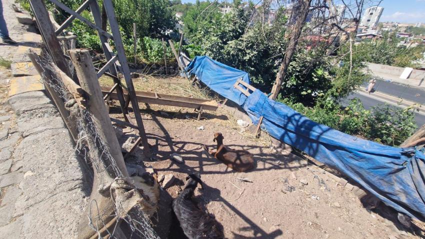 Diyarbakır'da korkunç ölüm! Yerde yatan keçiyi kaldırmak için dokundu canından oldu