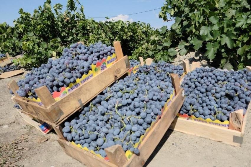 Bu yıl hasat erken başladı! Erzincan'da yetişiyor, fiyatı el yakacak, tek bir özelliği var