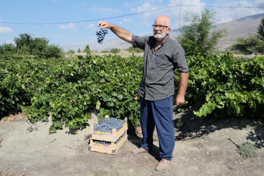 Bu yıl hasat erken başladı! Erzincan'da yetişiyor, fiyatı el yakacak, tek bir özelliği var