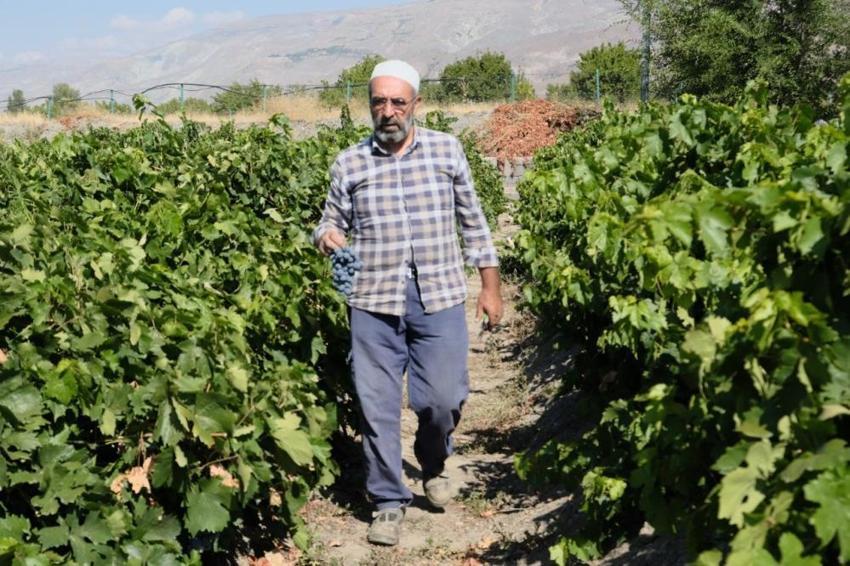 Bu yıl hasat erken başladı! Erzincan'da yetişiyor, fiyatı el yakacak, tek bir özelliği var