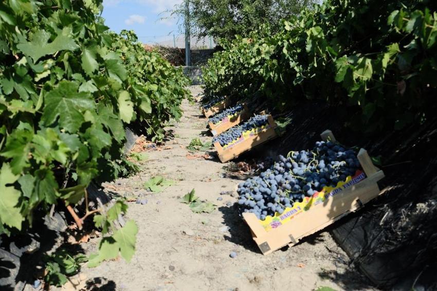 Bu yıl hasat erken başladı! Erzincan'da yetişiyor, fiyatı el yakacak, tek bir özelliği var