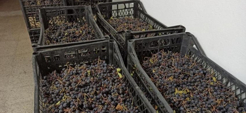 İstanbul'dan memleketi Zonguldak'a taşınan vatandaş girişimci oldu! Aronya meyvesinden doğal meyve suyu üretimine başladı