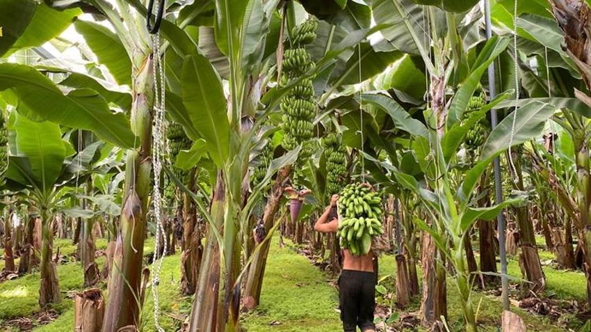 Antalya'da üretim 4 katına çıktı! 12 ay hasat ediliyor: 45 liradan satılıyor