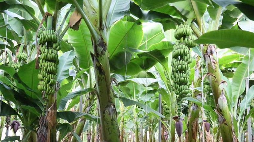 Antalya'da üretim 4 katına çıktı! 12 ay hasat ediliyor: 45 liradan satılıyor