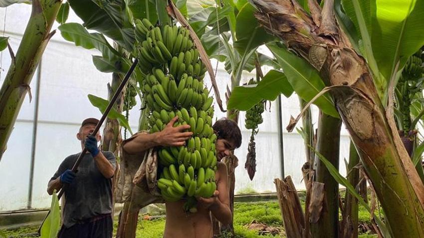 Antalya'da üretim 4 katına çıktı! 12 ay hasat ediliyor: 45 liradan satılıyor
