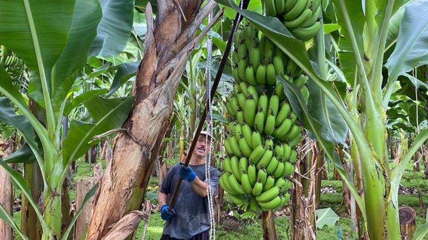 Antalya'da üretim 4 katına çıktı! 12 ay hasat ediliyor: 45 liradan satılıyor