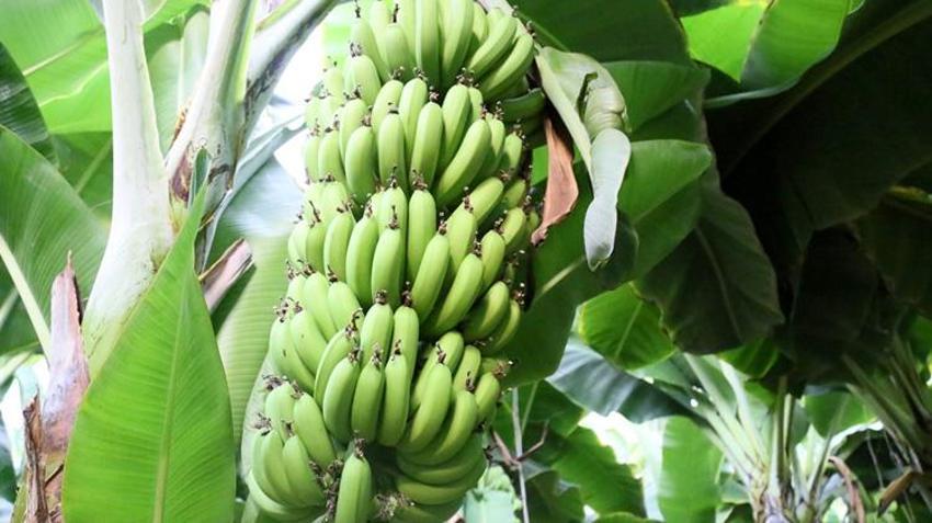 Antalya'da üretim 4 katına çıktı! 12 ay hasat ediliyor: 45 liradan satılıyor