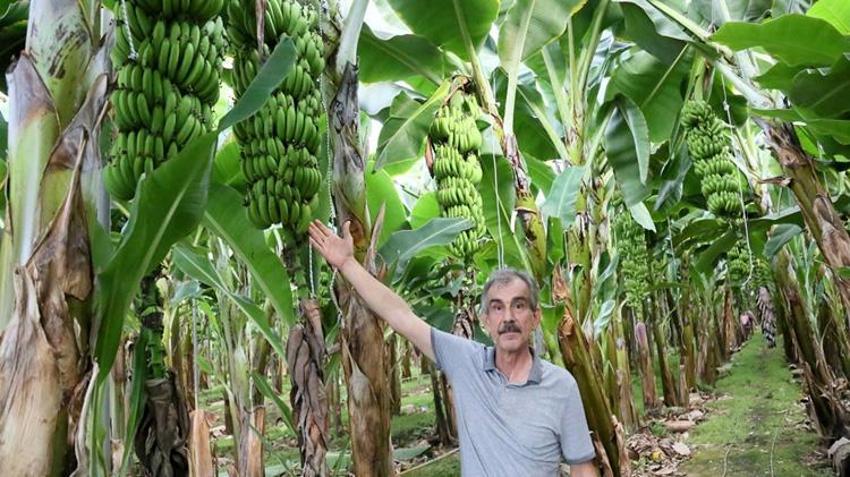 Antalya'da üretim 4 katına çıktı! 12 ay hasat ediliyor: 45 liradan satılıyor