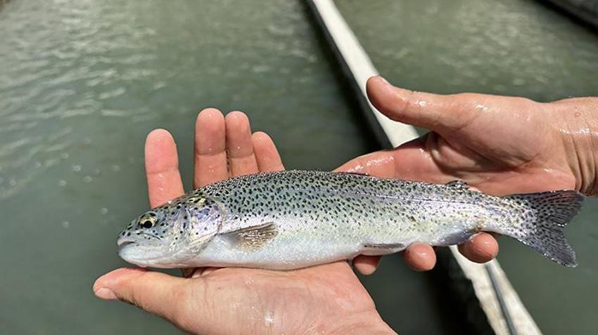 Isparta'nın saklı cenneti: Aksu Çayı'ndan dünya sofralarına Türk somonu!