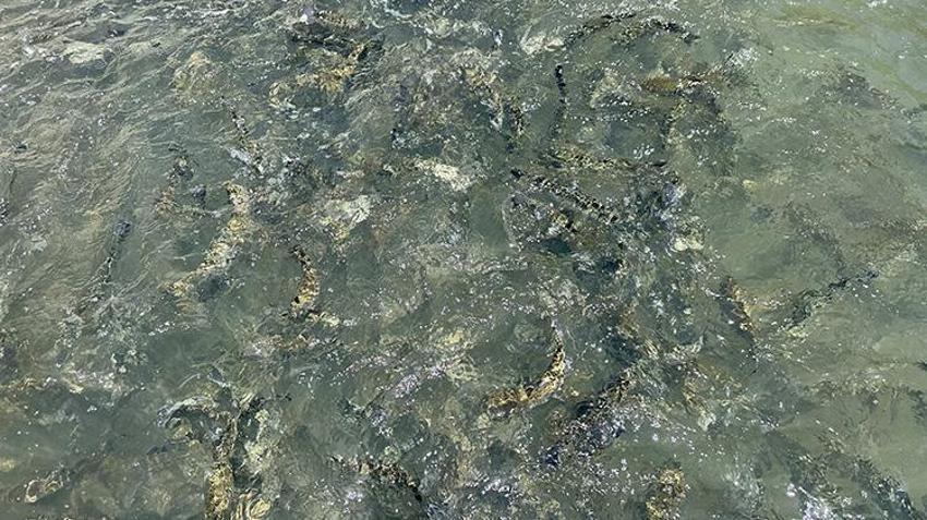 Isparta'nın saklı cenneti: Aksu Çayı'ndan dünya sofralarına Türk somonu!