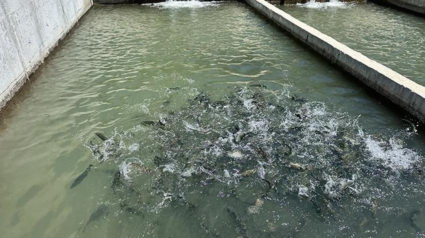 Isparta'nın saklı cenneti: Aksu Çayı'ndan dünya sofralarına Türk somonu!