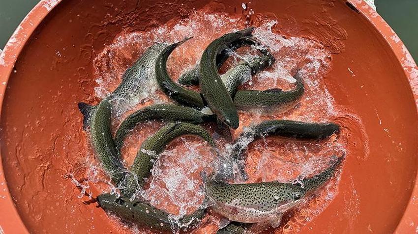 Isparta'nın saklı cenneti: Aksu Çayı'ndan dünya sofralarına Türk somonu!