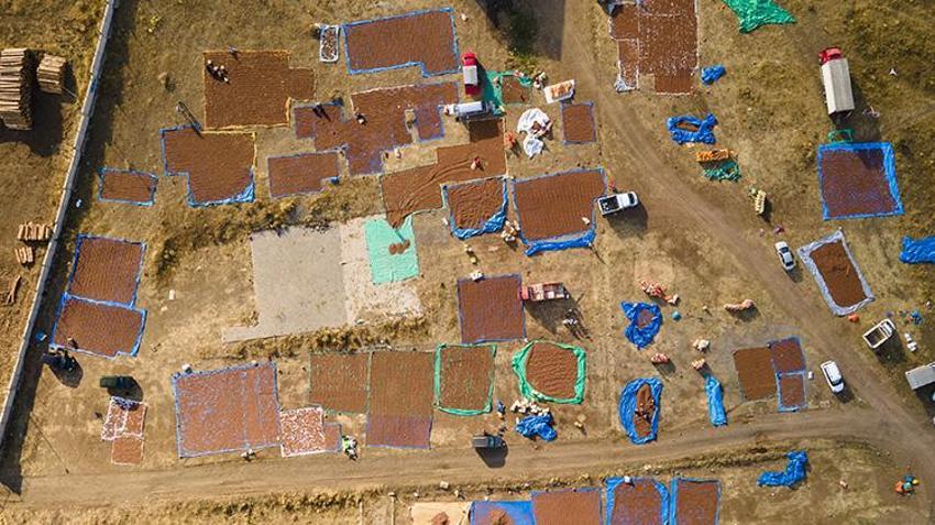 Fındığın kurtuluşu burada: Üreticiler, ürünlerini nemden kurtarmak için 110 kilometre yol kat ediyor!