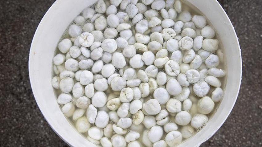 Tunceli'de köylüler dikenli bitkiden para kazanıyor! Kilosunu 5 bin TL'den satıyorlar