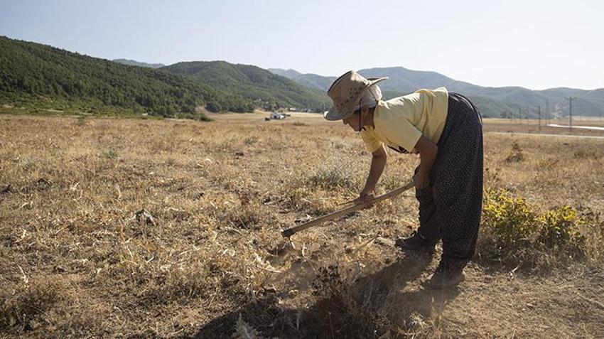 Tunceli'de köylüler dikenli bitkiden para kazanıyor! Kilosunu 5 bin TL'den satıyorlar