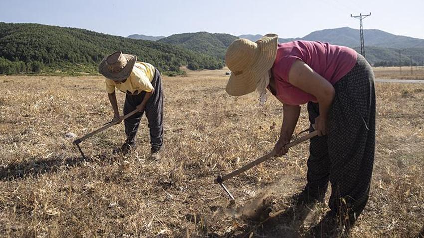Tunceli'de köylüler dikenli bitkiden para kazanıyor! Kilosunu 5 bin TL'den satıyorlar