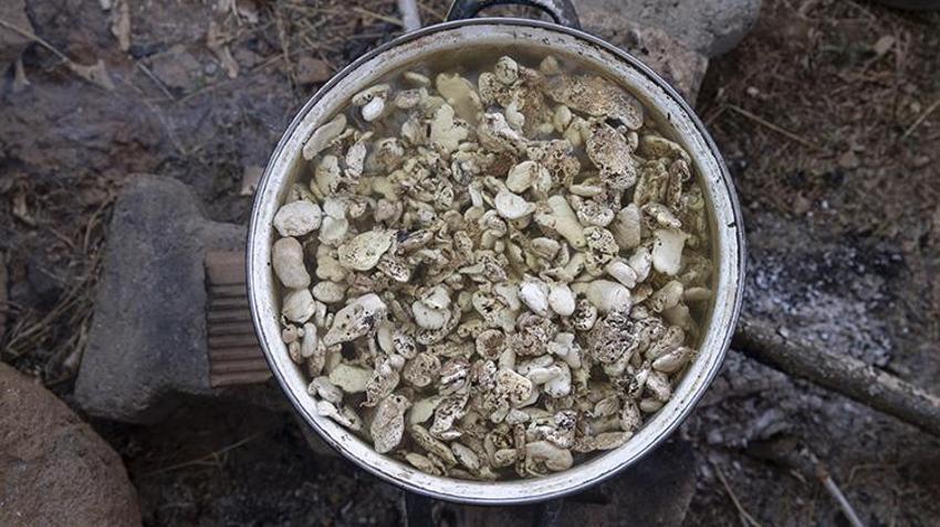 Tunceli'de köylüler dikenli bitkiden para kazanıyor! Kilosunu 5 bin TL'den satıyorlar