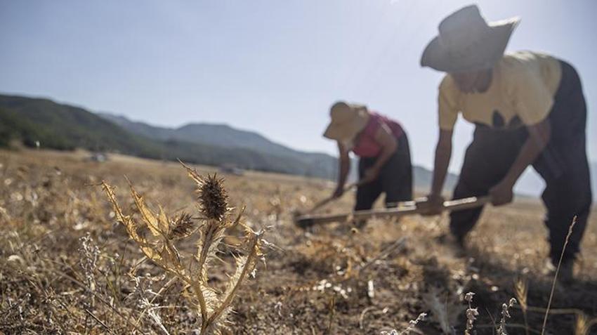 Tunceli'de köylüler dikenli bitkiden para kazanıyor! Kilosunu 5 bin TL'den satıyorlar