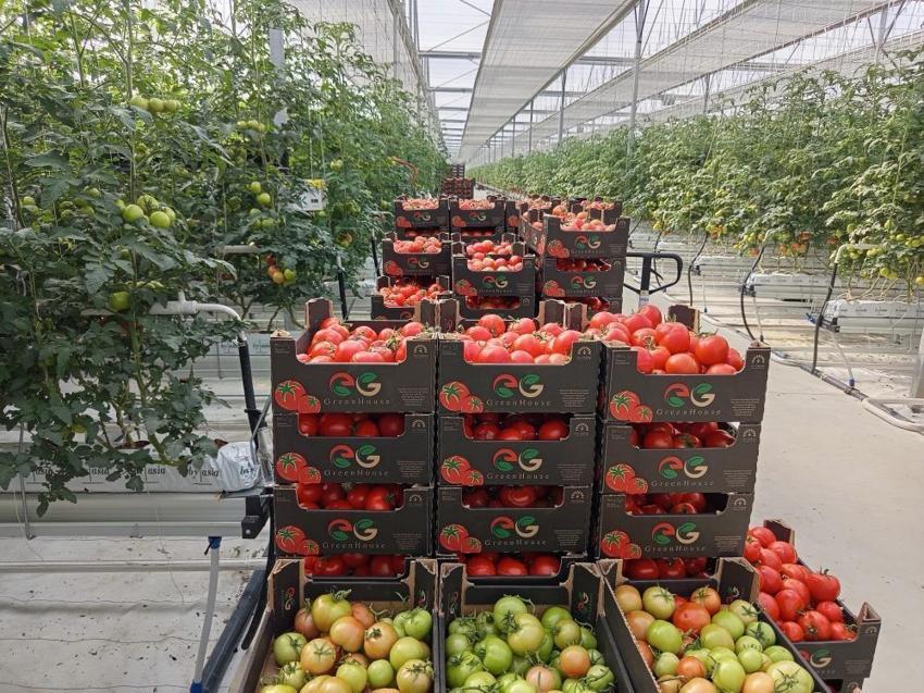 OSB'de ilk hasat! Zonguldak'ta gerçekleştirildi: Bölgede ilk kez yapılıyor