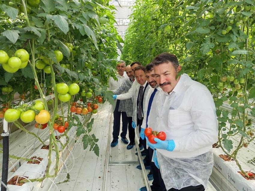 OSB'de ilk hasat! Zonguldak'ta gerçekleştirildi: Bölgede ilk kez yapılıyor