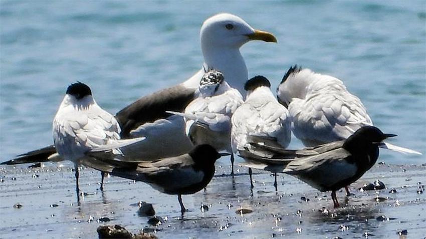 Hatay'da muhteşem manzara: 315 kuş türü göç yolunda Milleyha'yı cennete çevirdi!