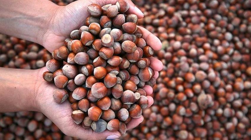Düzce'de üretilip Avrupa ülkelerine satılıyor! 8 ayda 14 bin ton gönderildi