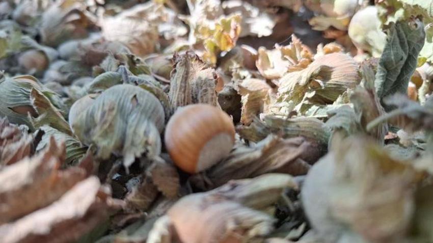 Düzce'de üretilip Avrupa ülkelerine satılıyor! 8 ayda 14 bin ton gönderildi