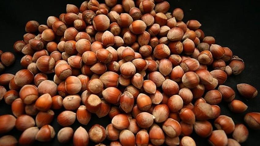 Düzce'de üretilip Avrupa ülkelerine satılıyor! 8 ayda 14 bin ton gönderildi