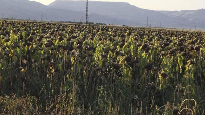 Kayseri'de ayçiçeği hasadı başladı! Rekolte düştü, fiyatlar yükseliyor