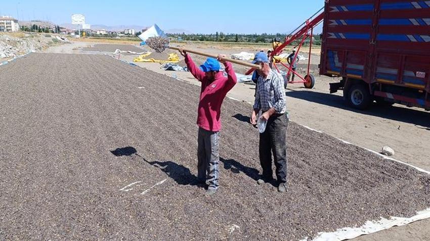 Kayseri'de ayçiçeği hasadı başladı! Rekolte düştü, fiyatlar yükseliyor