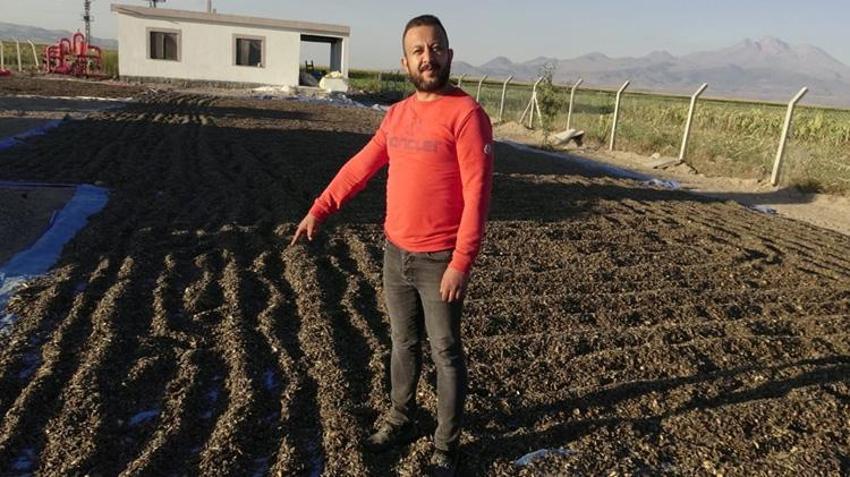 Kayseri'de ayçiçeği hasadı başladı! Rekolte düştü, fiyatlar yükseliyor