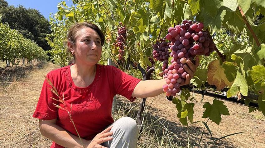 Mühendisliği bıraktı, televizyonda gördüğünün aynısını yaptı! 8 tanesi tonlarca verdi, hasat zengin edecek