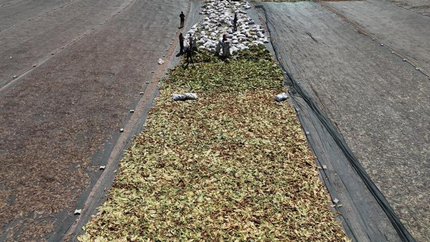 Hatay'da araziler rengarenk oldu! Tütün hasadı devam ediyor
