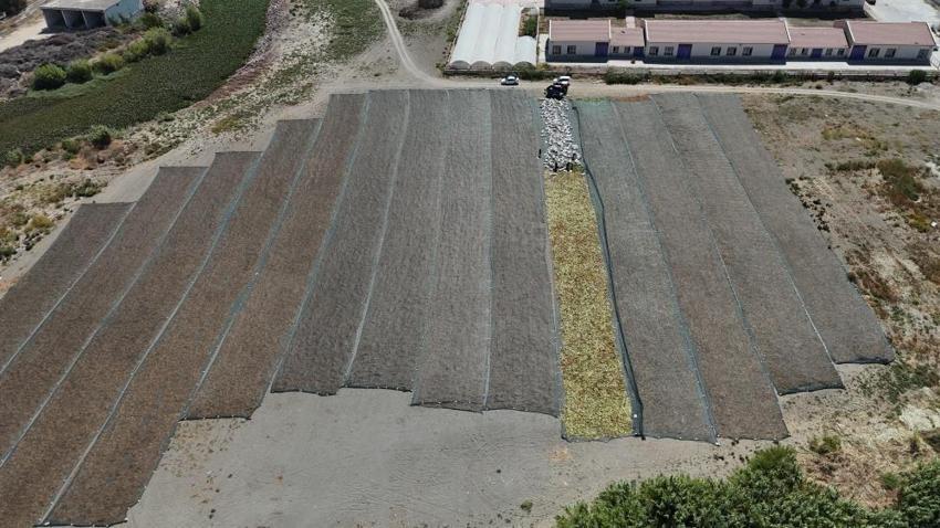 Hatay'da araziler rengarenk oldu! Tütün hasadı devam ediyor